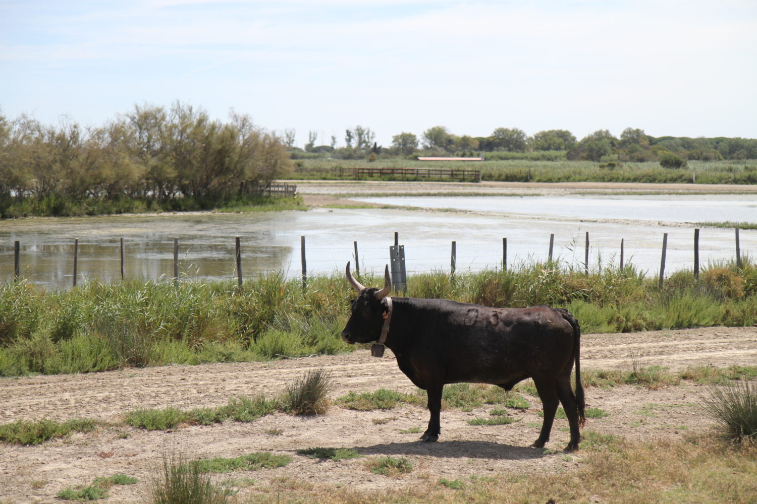 Manadier Camargue Manade des Baumelles