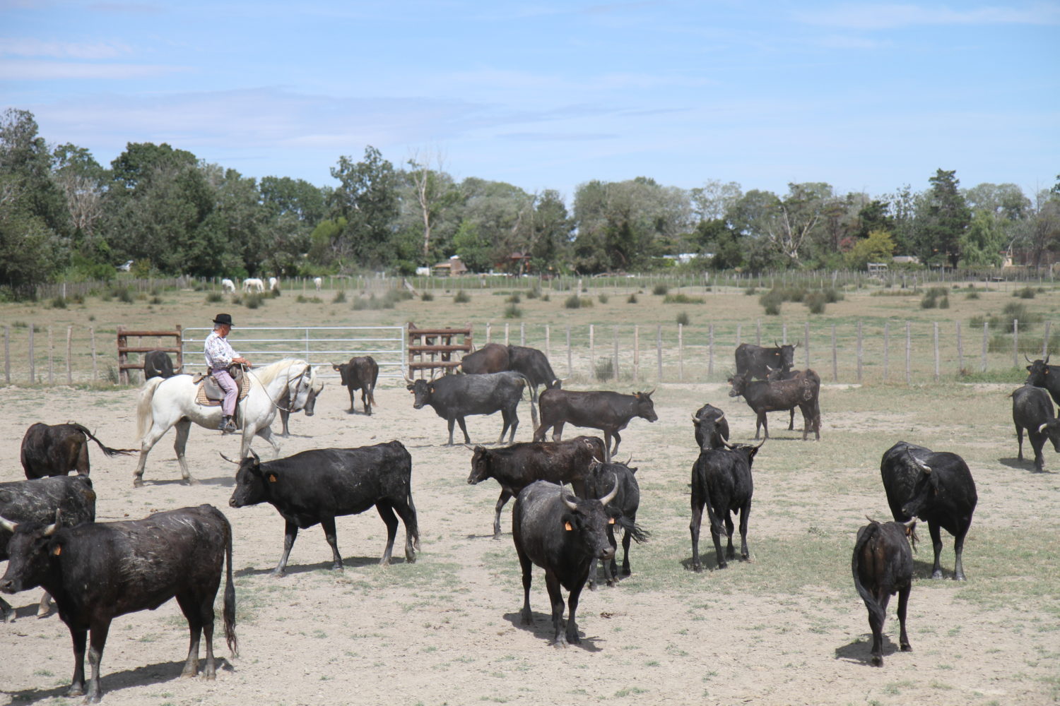 Taureaux manade des Baumelles Camargue