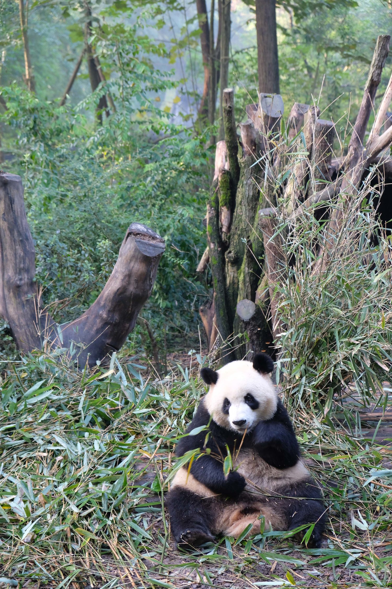 Chengdu research Base of Giant panda breeding