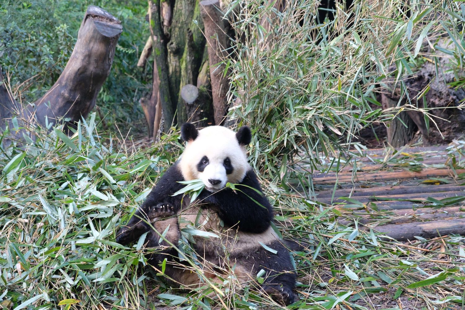 Chengdu research Base of Giant panda breeding