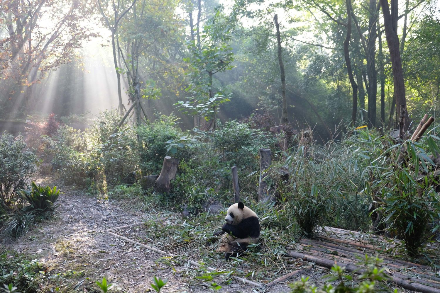 Chengdu research Base of Giant panda breeding