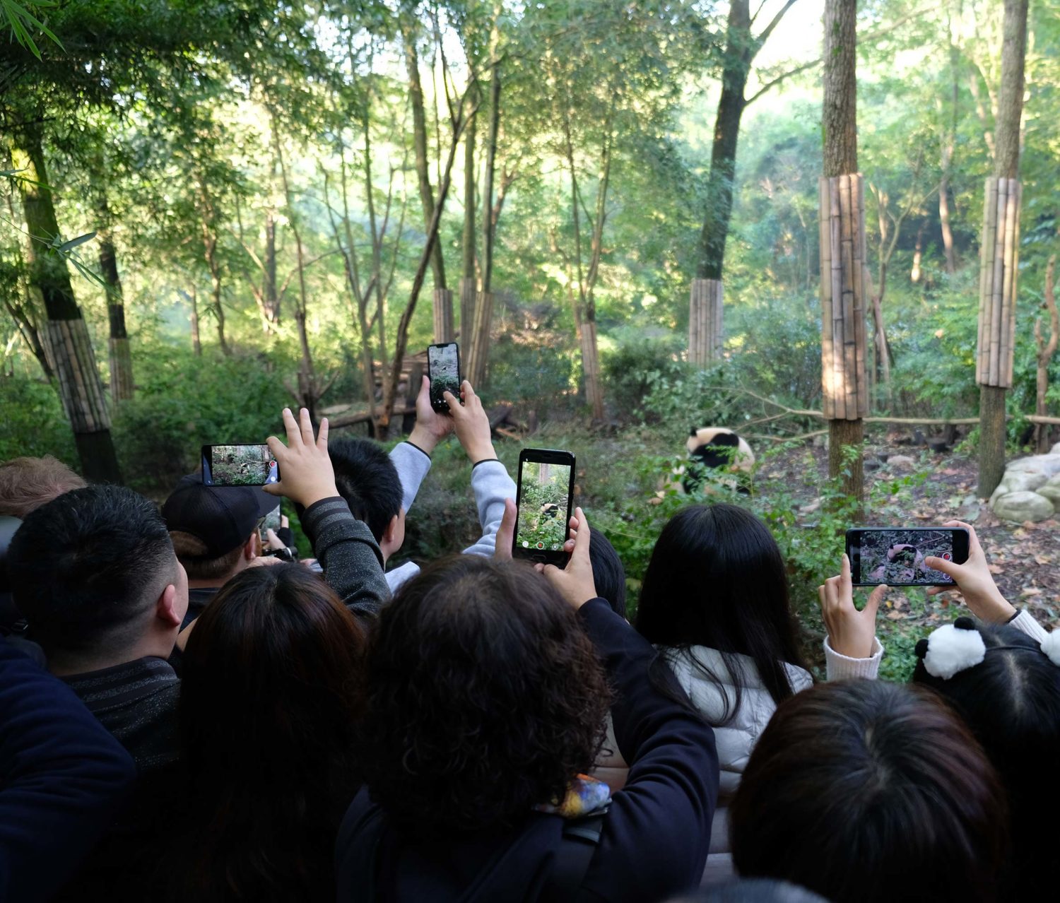 Chengdu research Base of Giant panda breeding