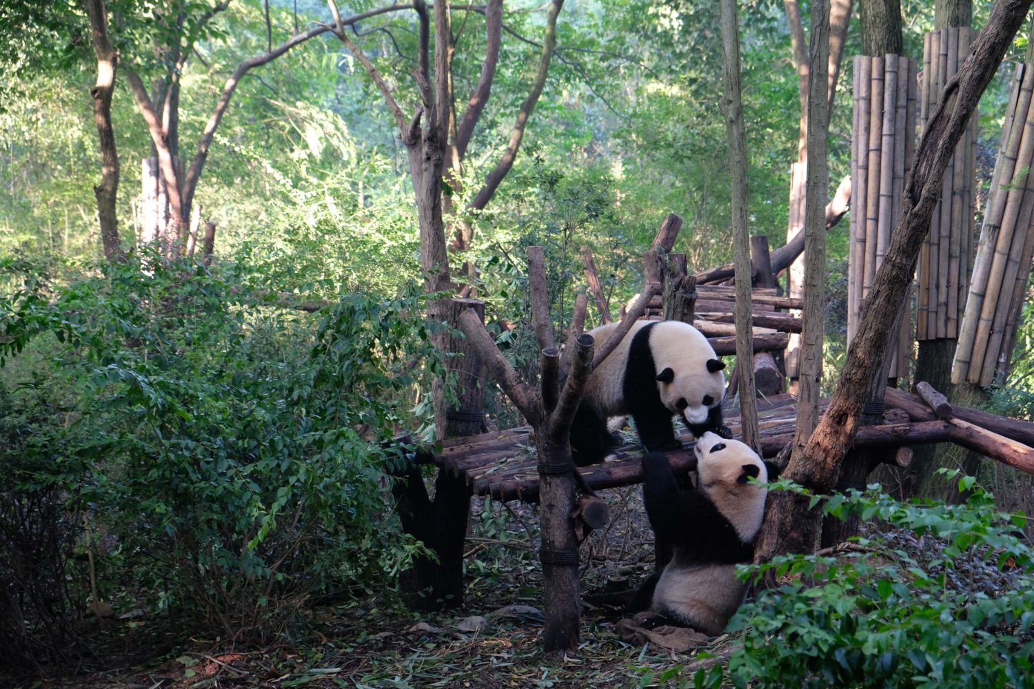 Chengdu research Base of Giant panda breeding