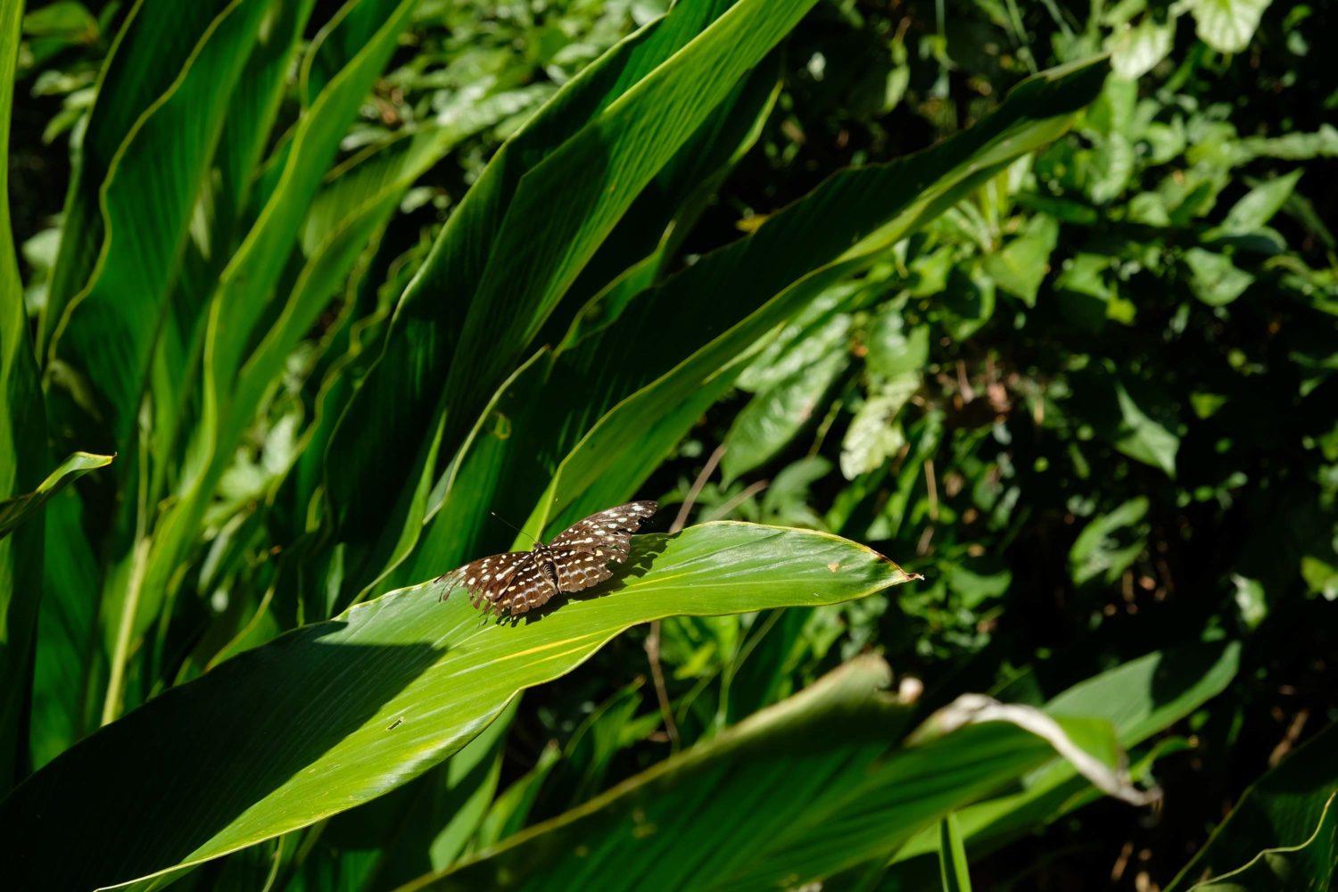 Namkat Yorla Pa Resort Laos 