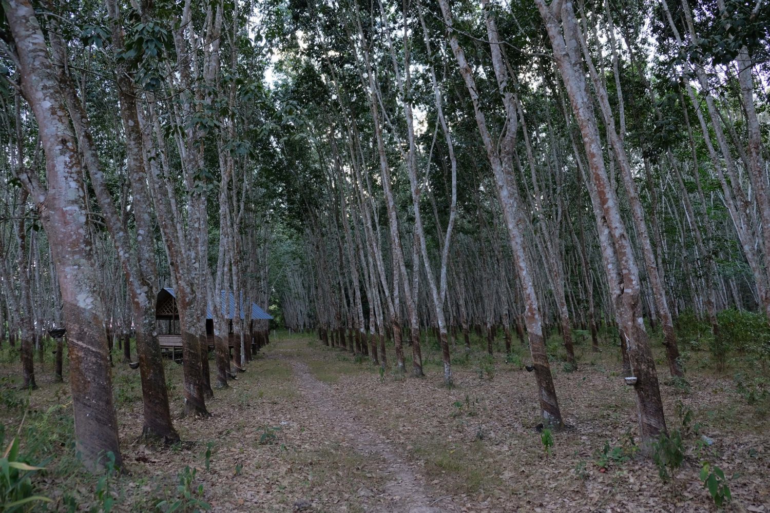 Luang Namtha Laos 