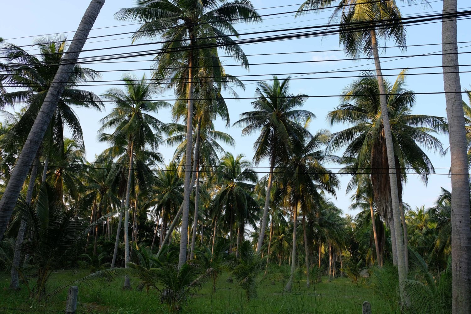 ko samui thailand 