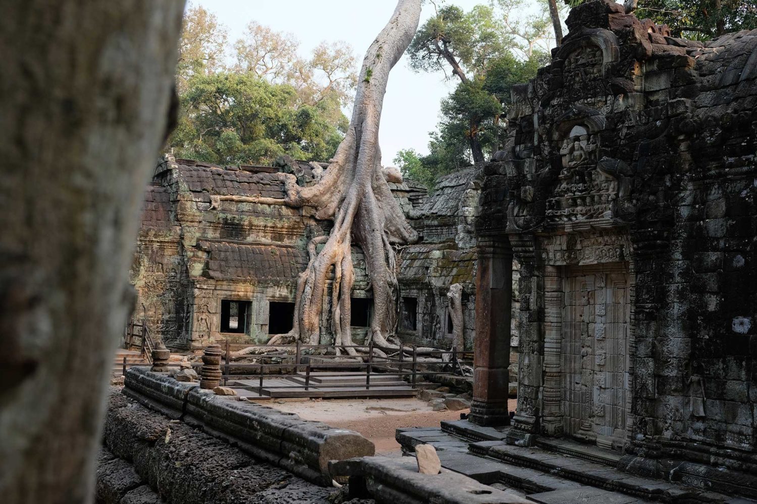 Ta Prohm Angkor Siem Reap Cambodge 