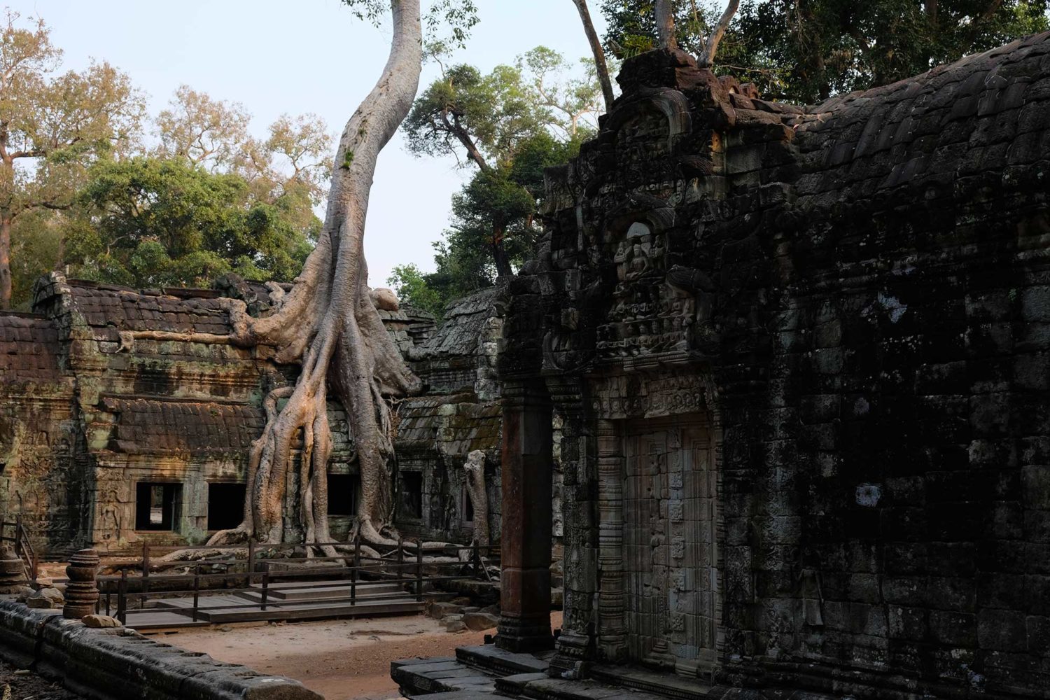 Ta Prohm Angkor Siem Reap Cambodge 