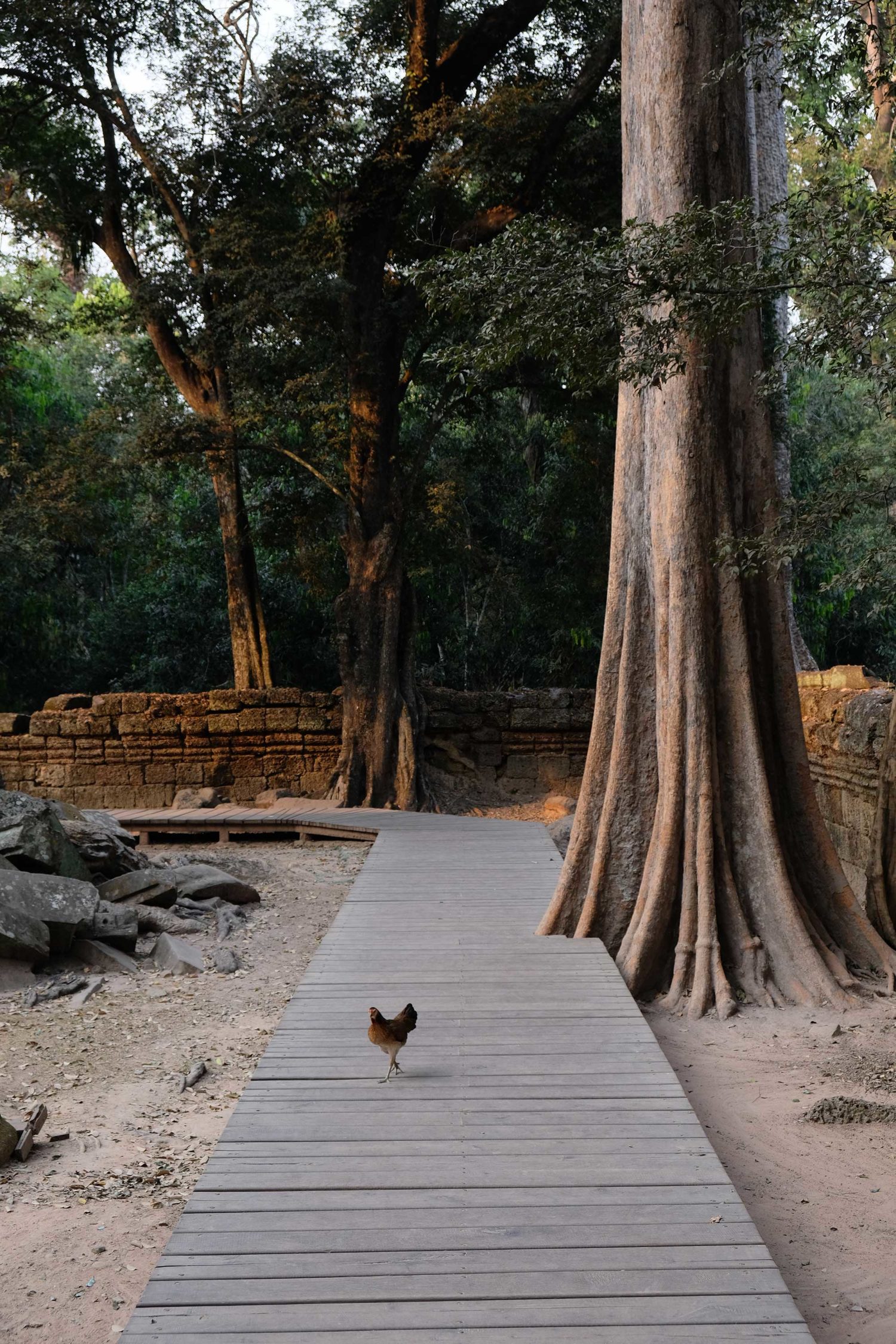 Ta Prohm Angkor Siem Reap Cambodge 