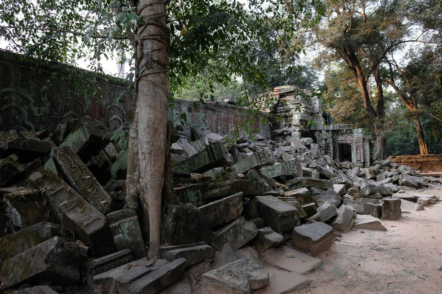 Ta Prohm Angkor Siem Reap Cambodge 