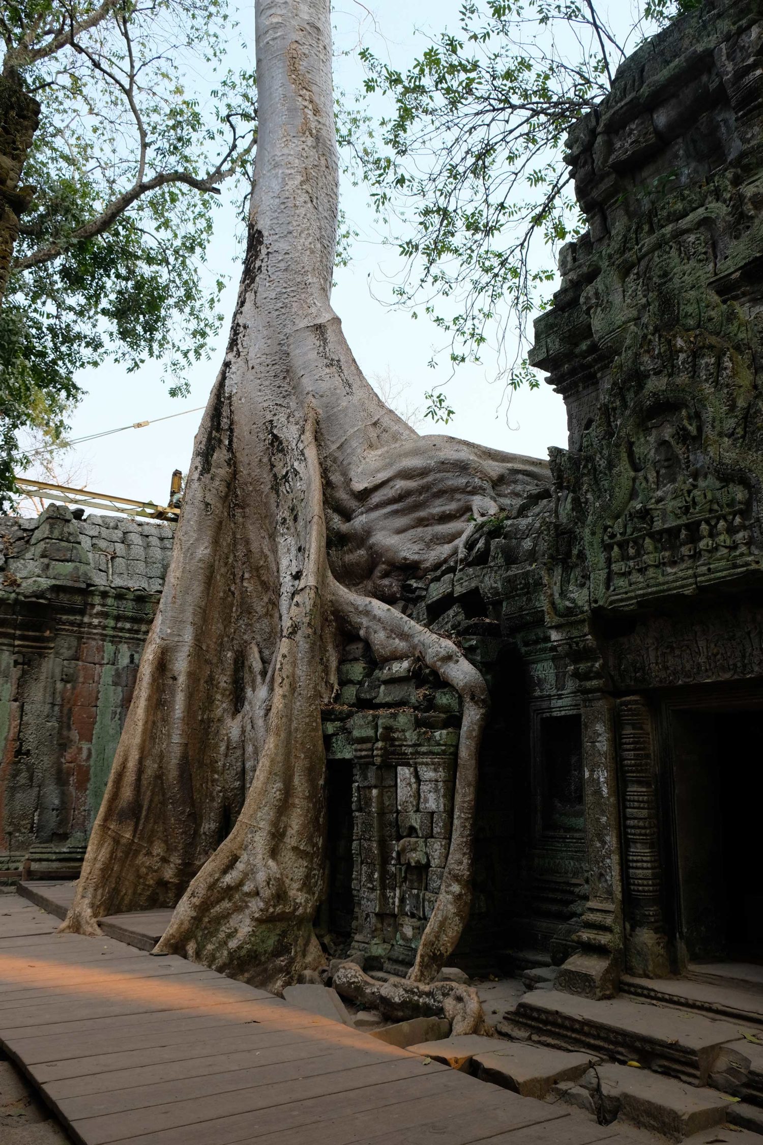 Ta Prohm Angkor Siem Reap Cambodge 