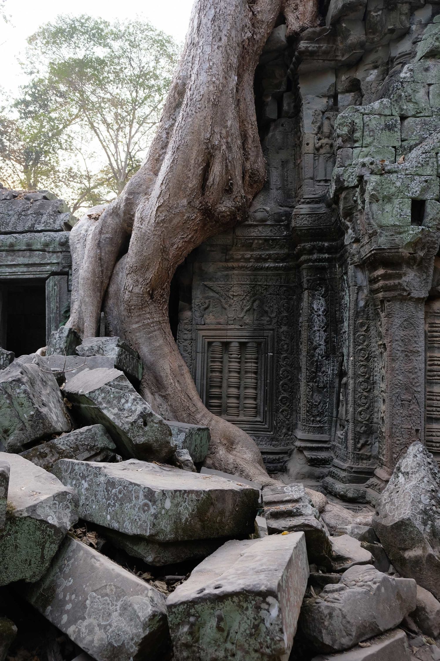 Ta Prohm Angkor Siem Reap Cambodge 