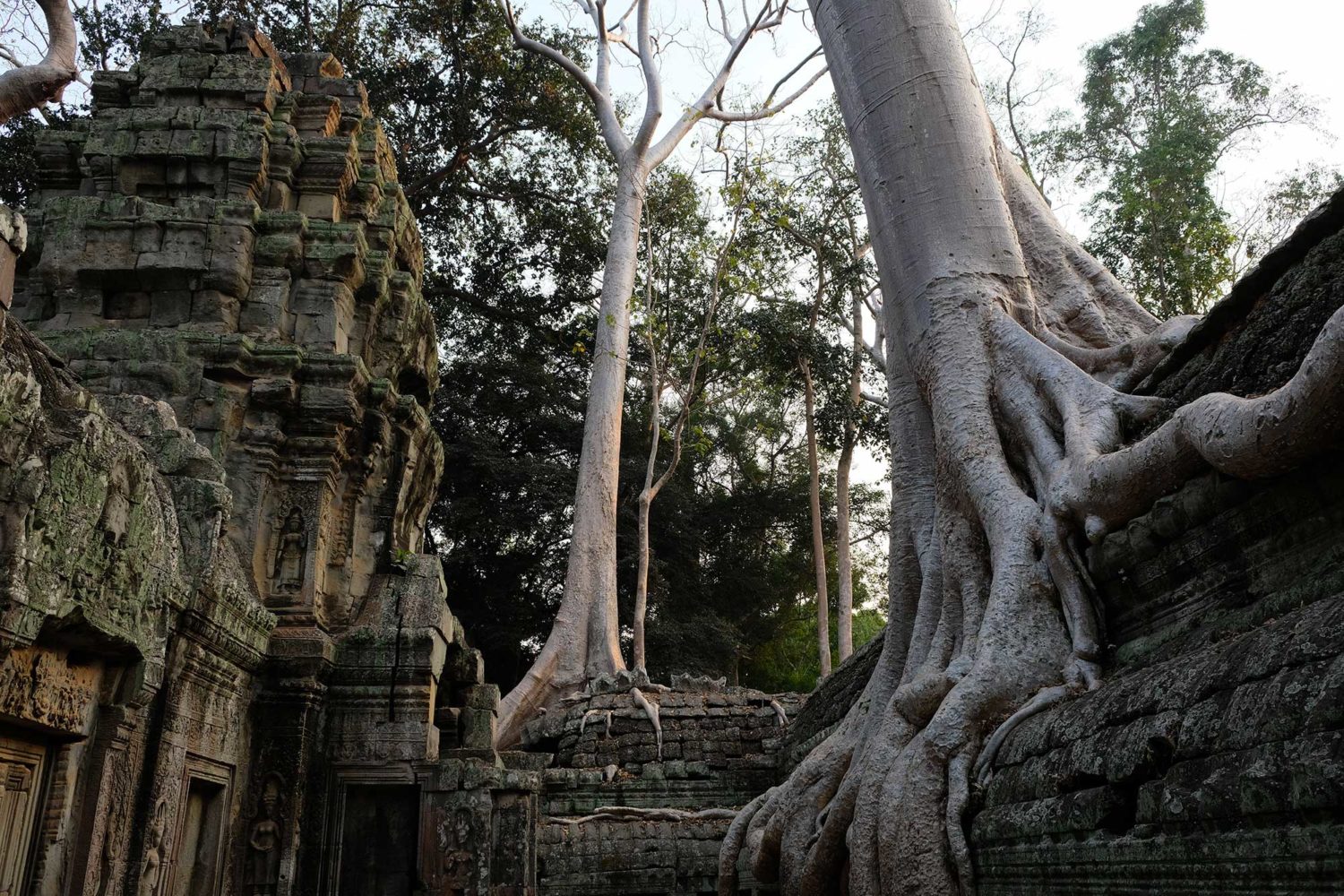 Ta Prohm Angkor Siem Reap Cambodge 