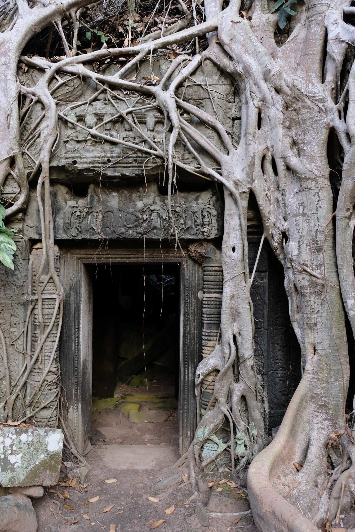 Ta Prohm Angkor Siem Reap Cambodge 