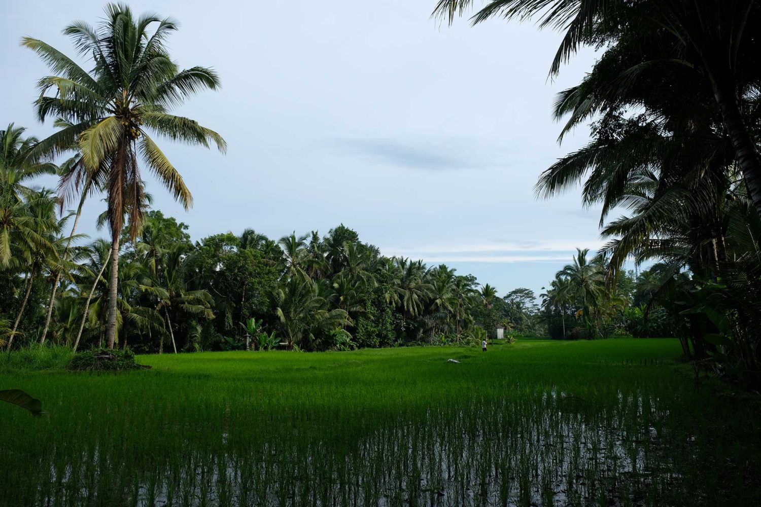 Rizières Bali 