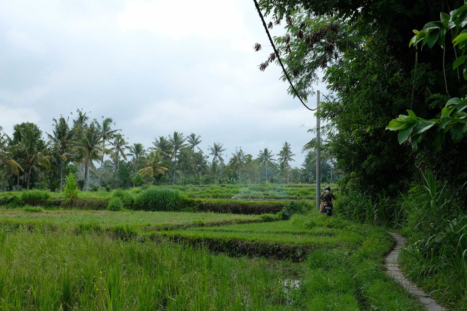 Rizières Bali 