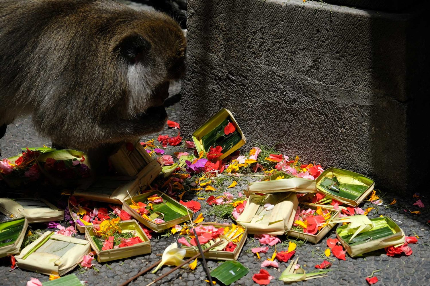 Monkey Ubud 