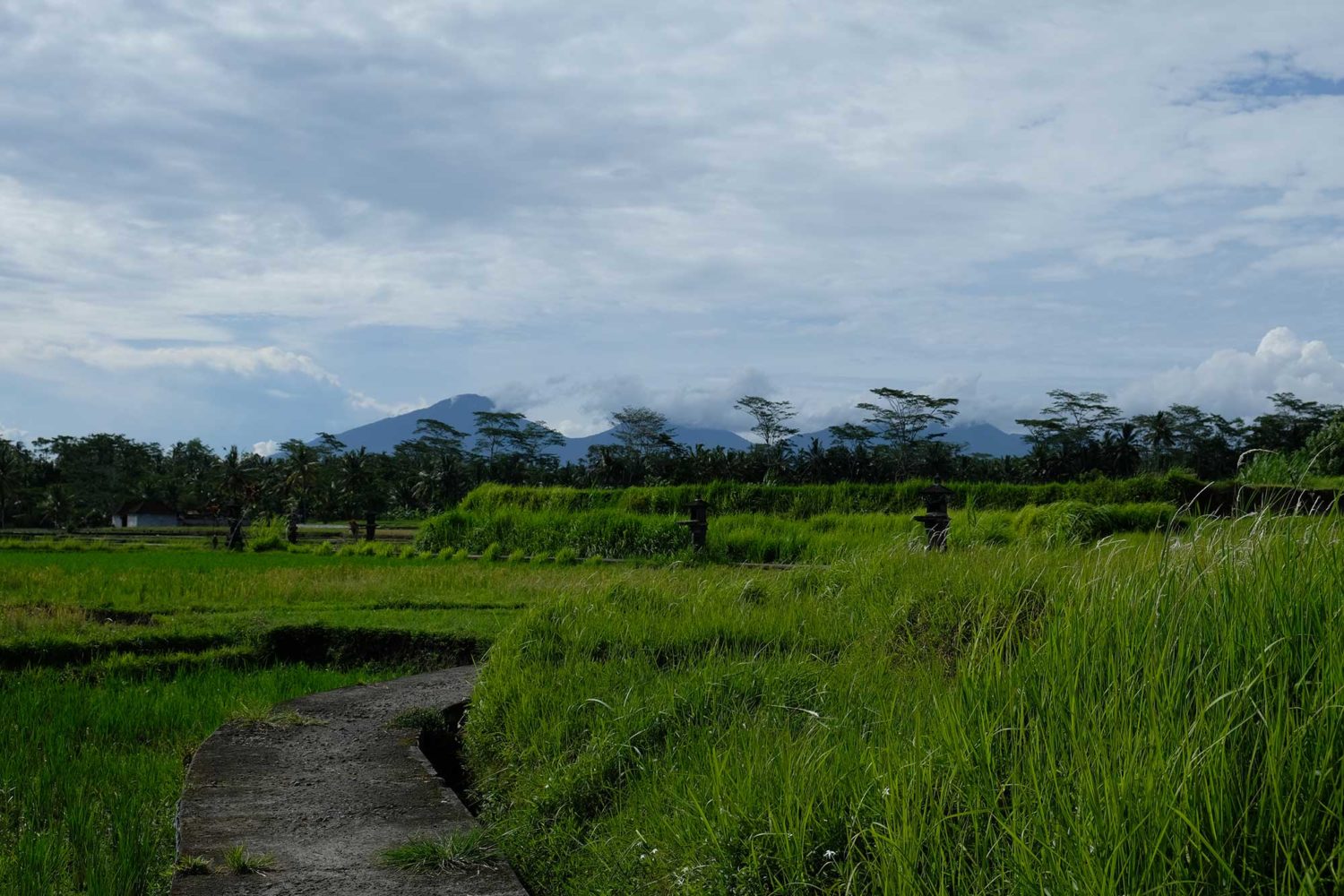 Rizières Bali 