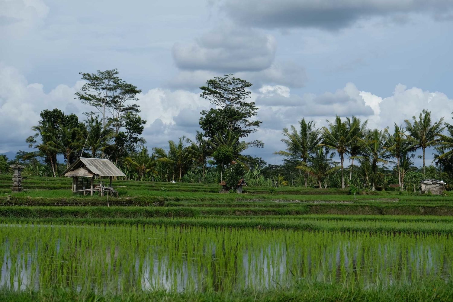 Rizières Bali 