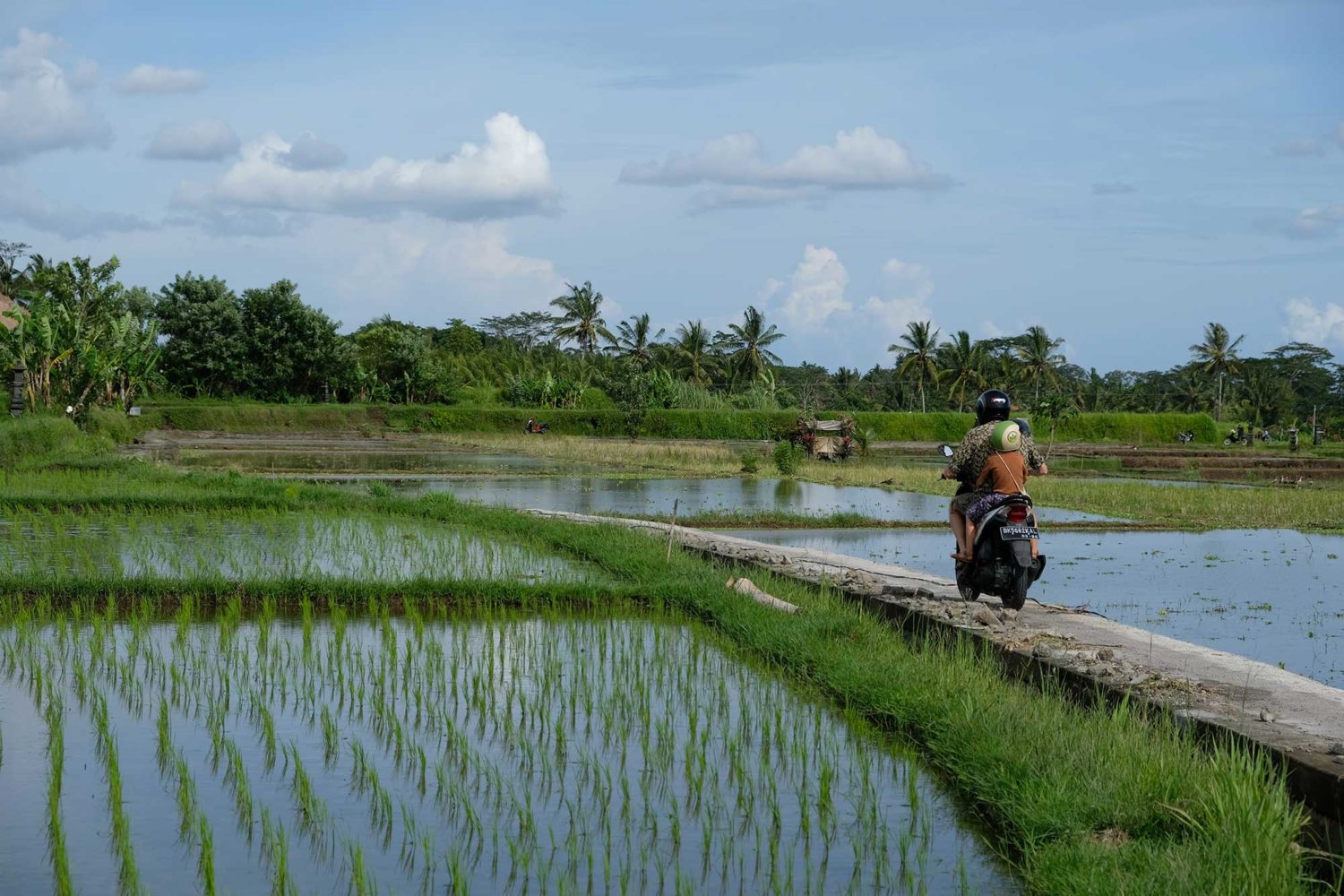 Rizières Bali 