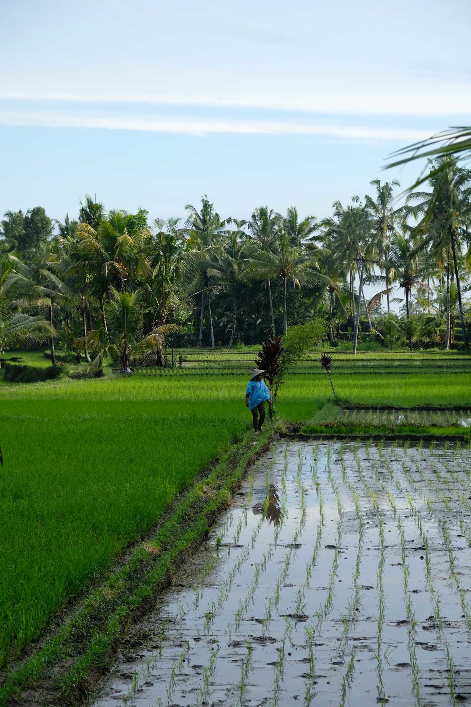 Rizières Bali 