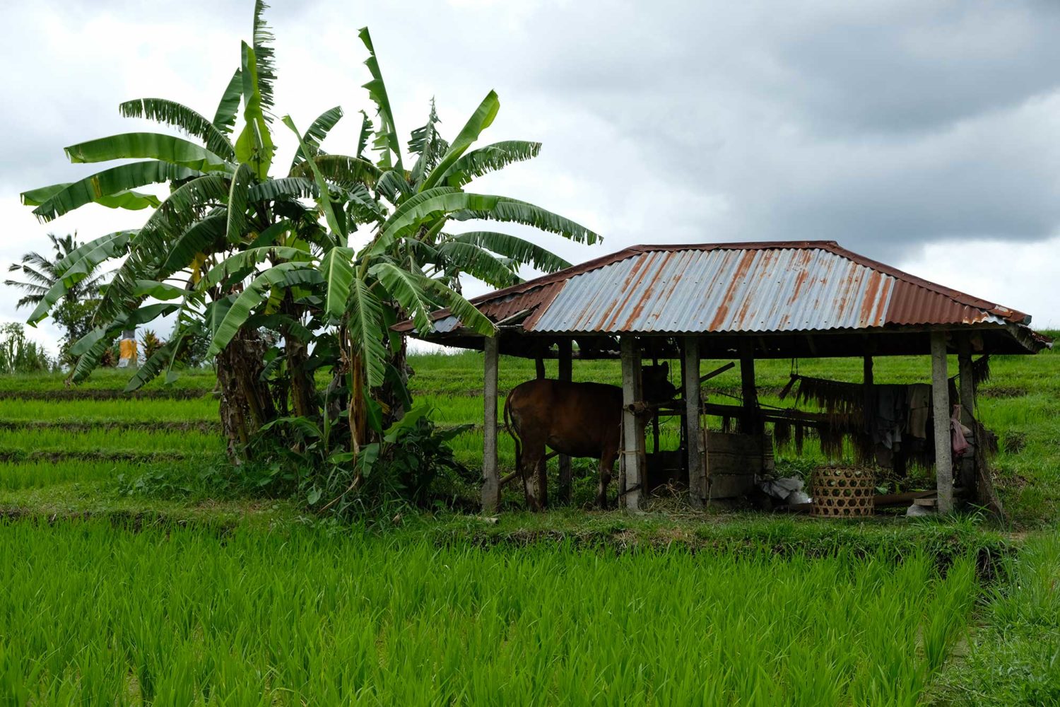 rizières de Jatiluwuh 