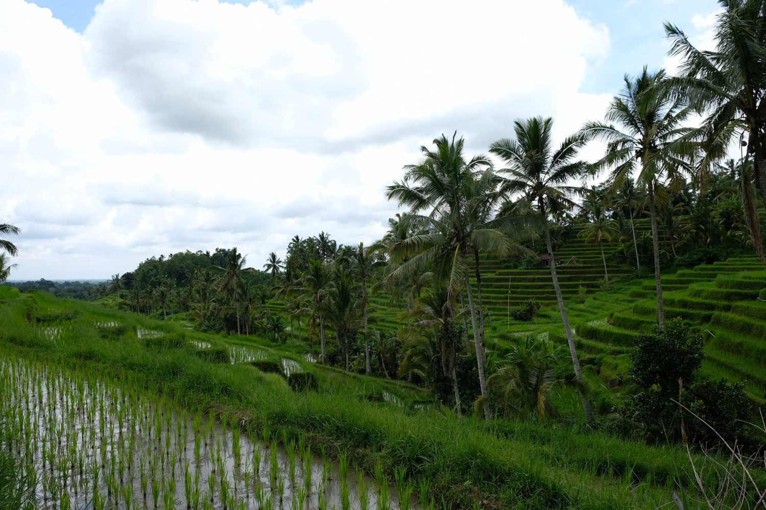 rizières de Jatiluwuh 