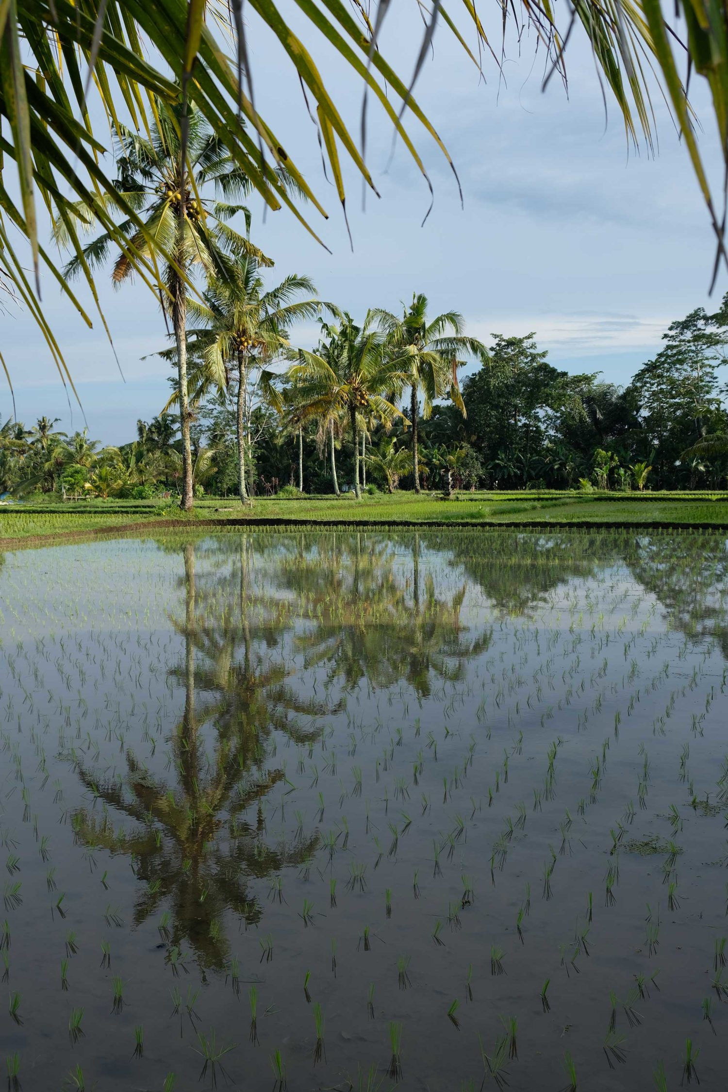 Rizières Bali 