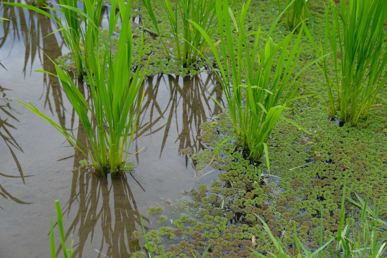 rizières de Jatiluwuh Bali 