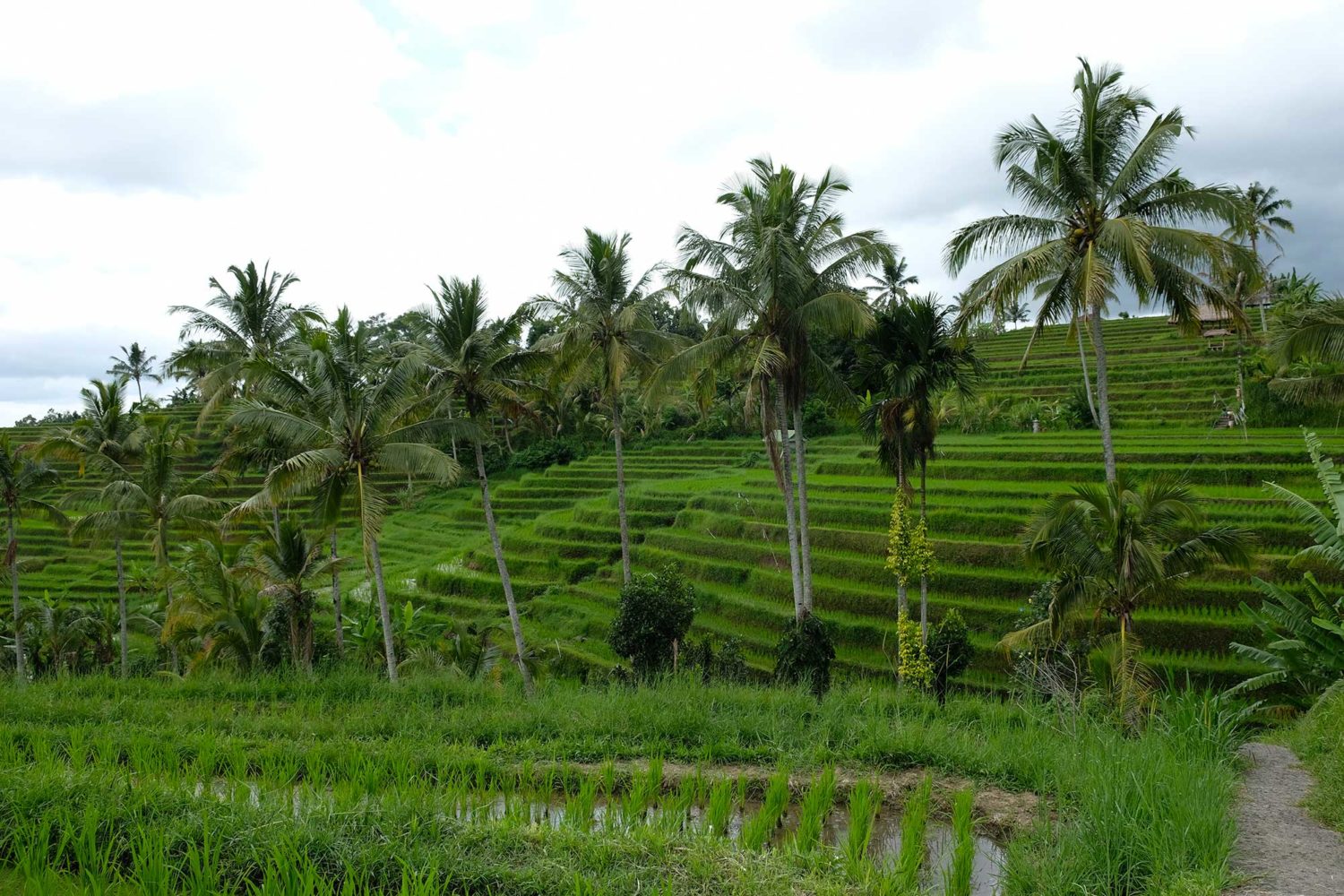 rizières de Jatiluwuh Bali 