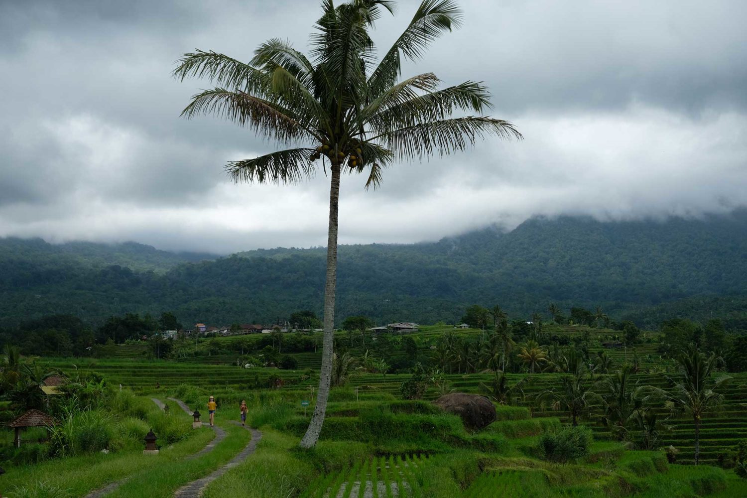 rizières de Jatiluwuh Bali 