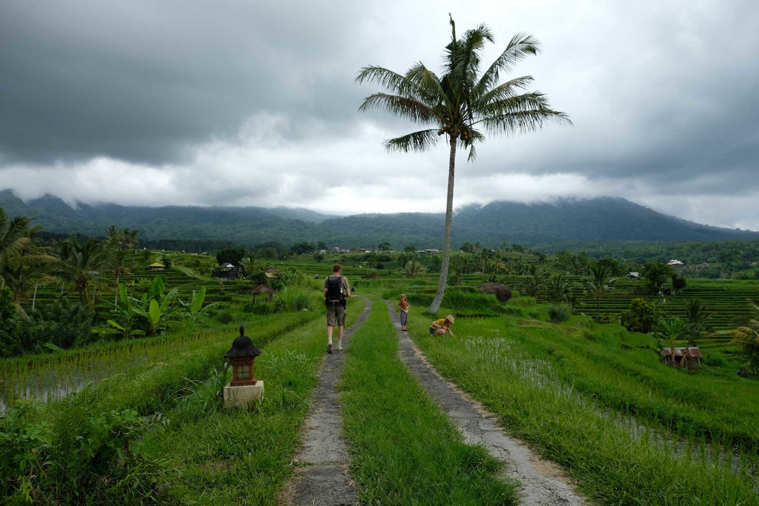 rizières de Jatiluwuh Bali