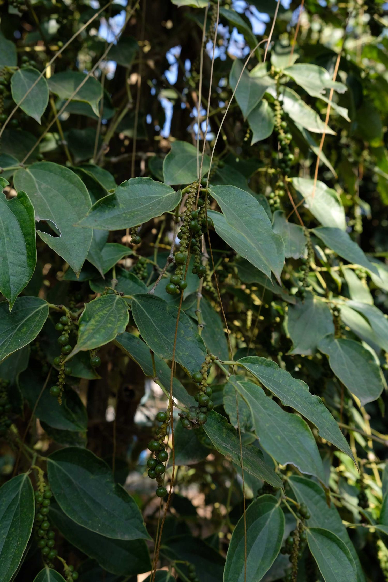 Kep Cambodge plantation de poivre 