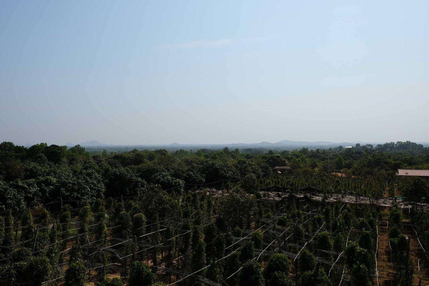 Kep Cambodge plantation de poivre 