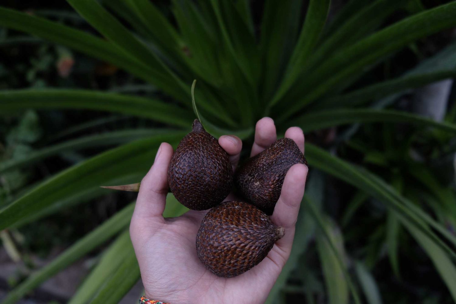 Snake fruit Bali 