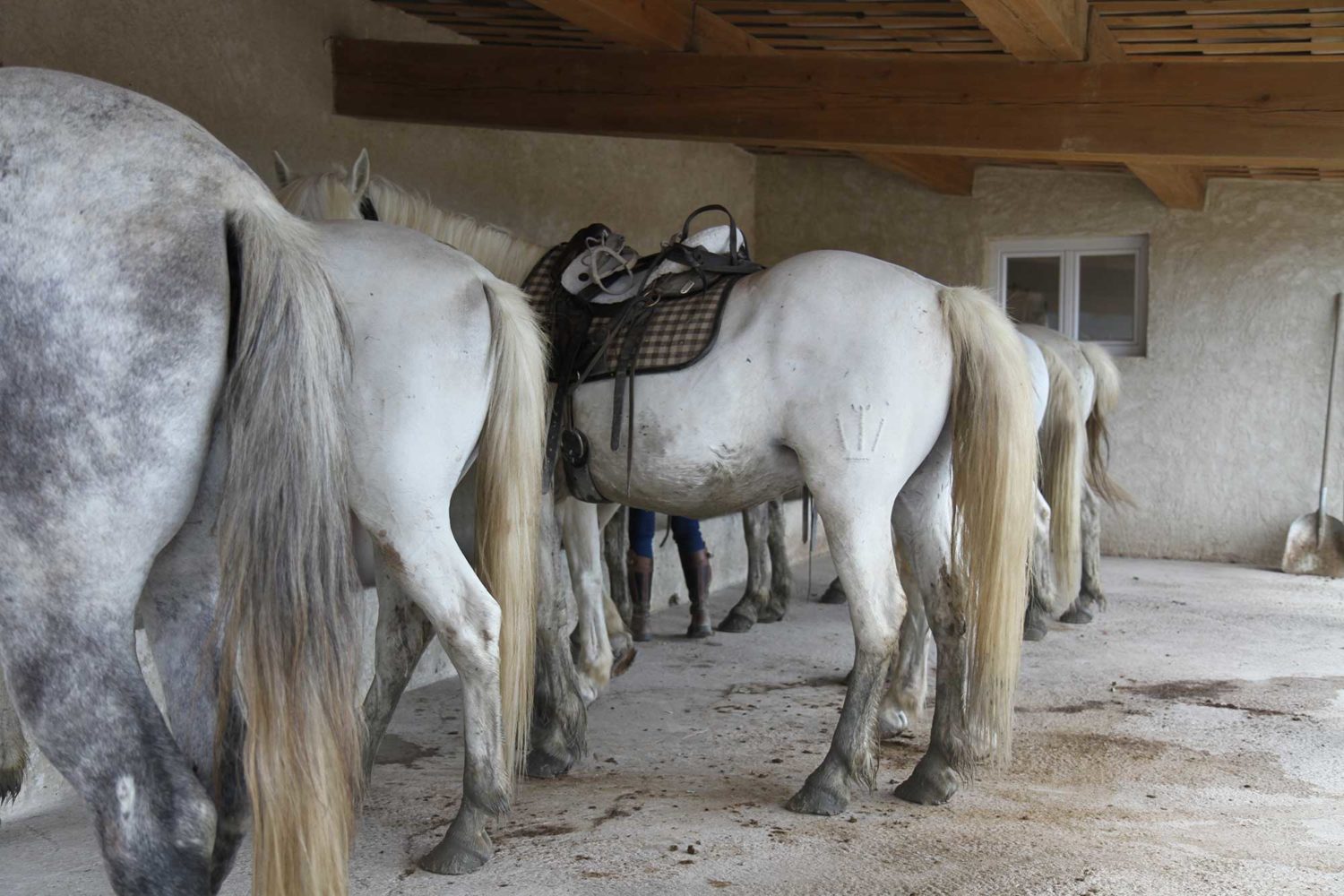 Manade des Baumelles chevaux de Camargue