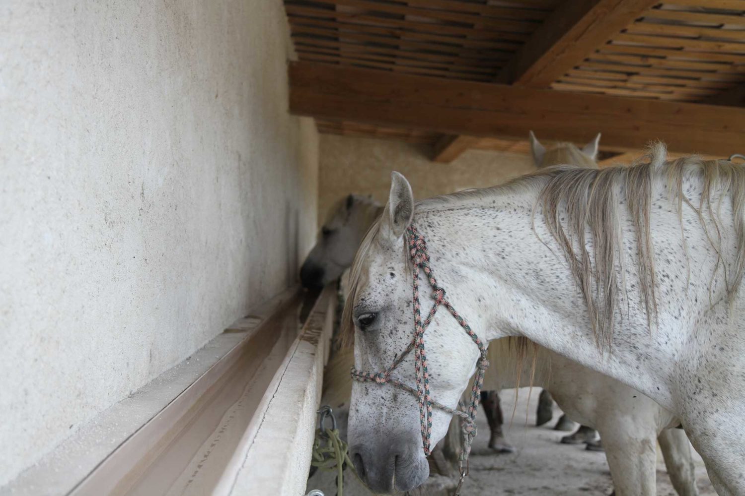 Manade des Baumelles chevaux de Camargue