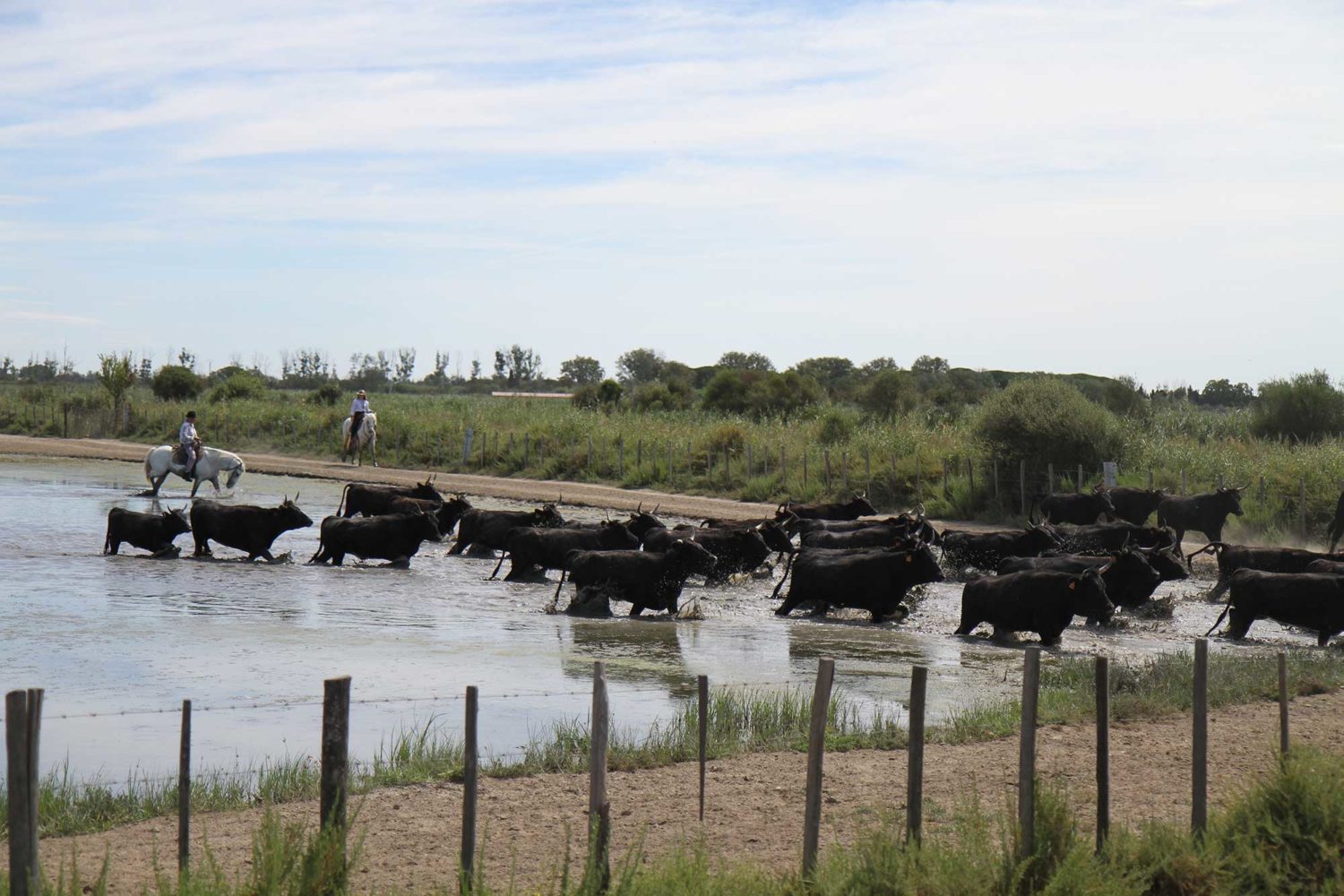 Manade des Baumelles Camargue