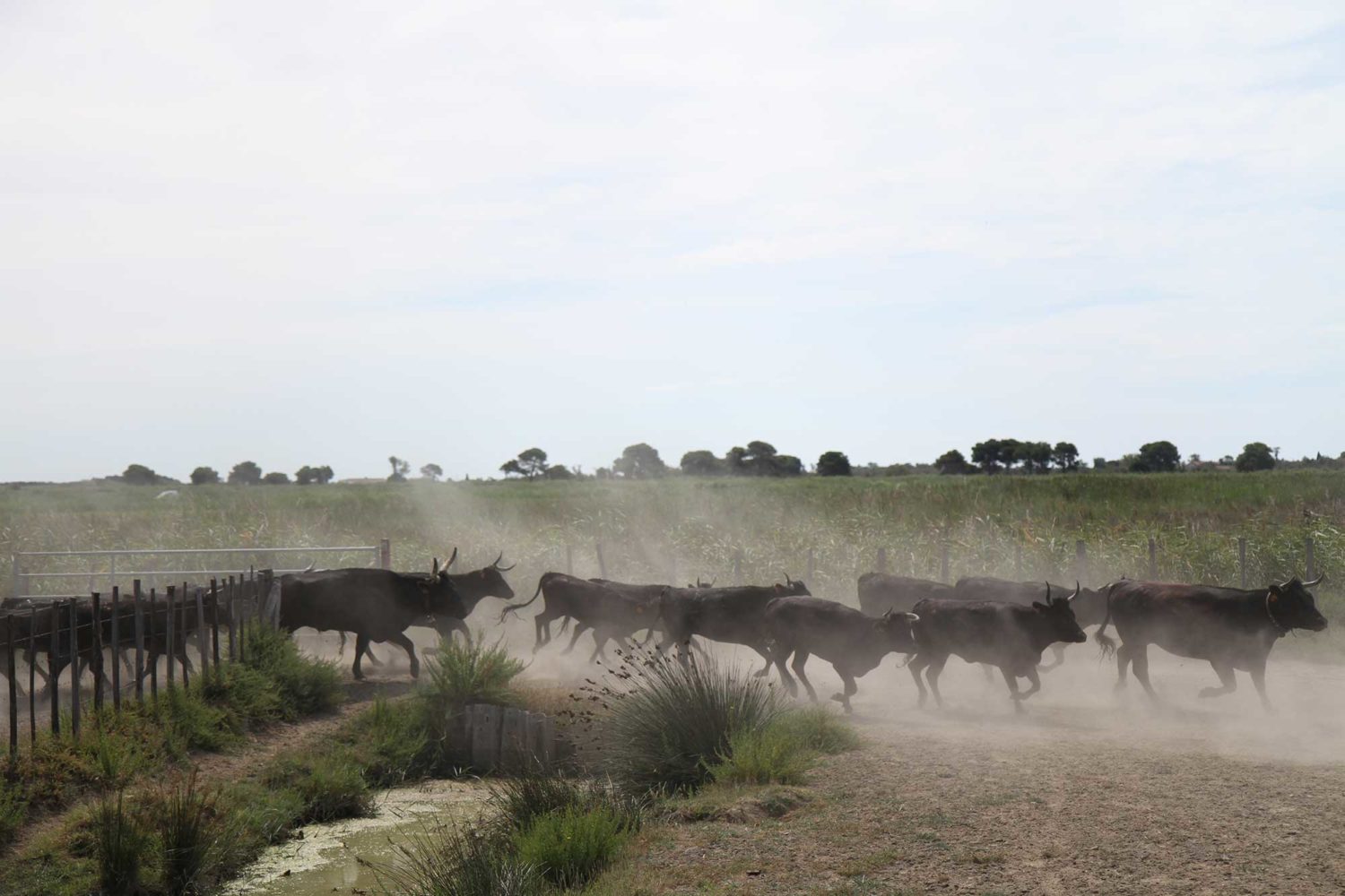Manade des Baumelles Camargue