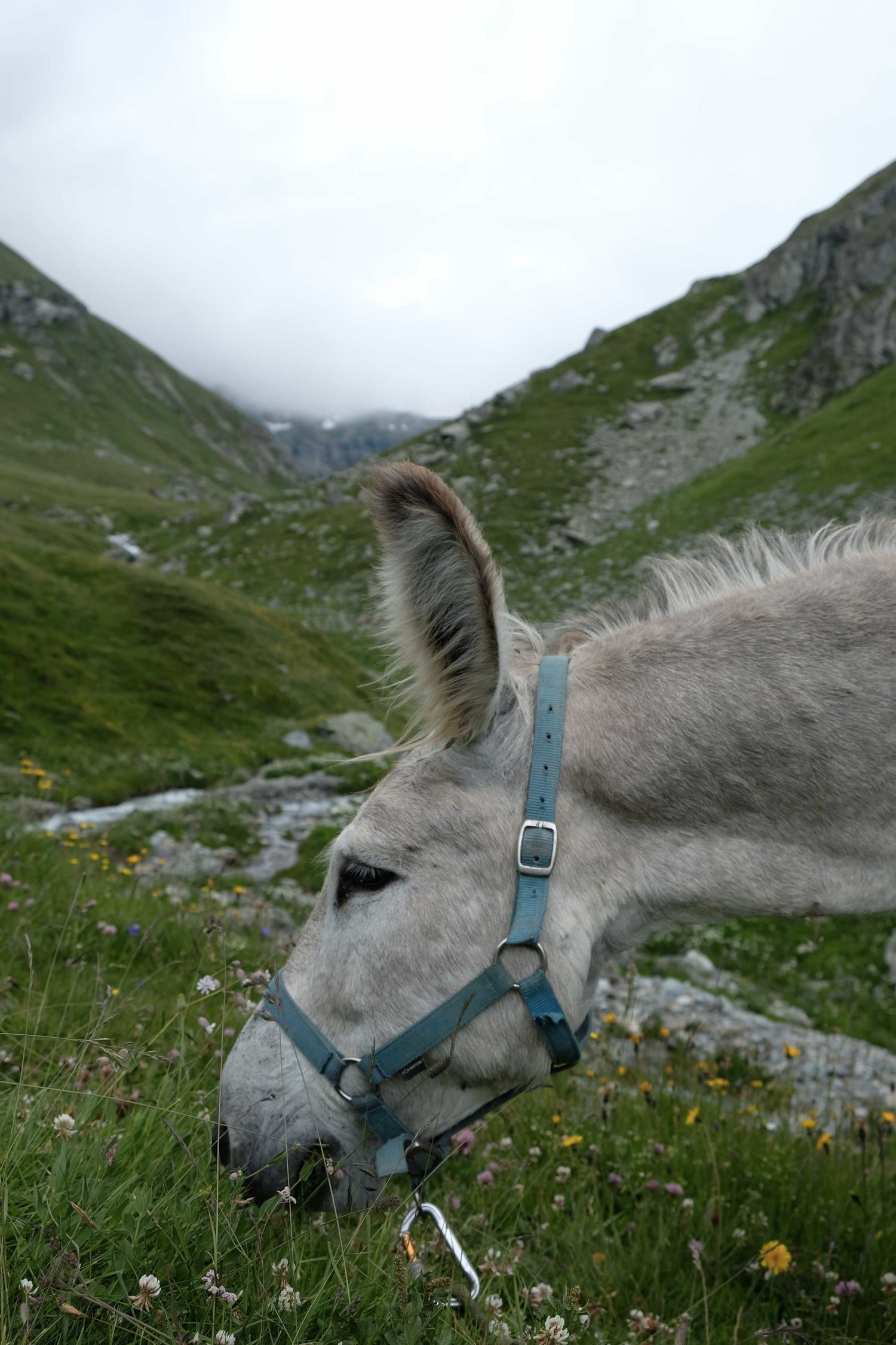 âne en vanoise 