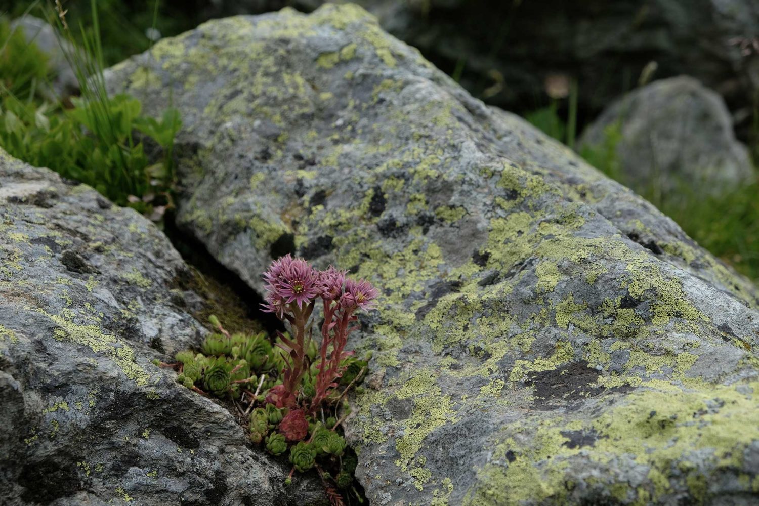 fleur des montagnes joubarbe 