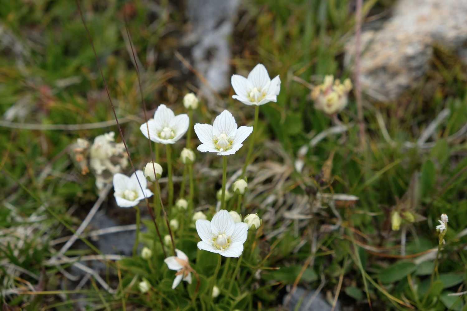 fleur de montagne blanche 