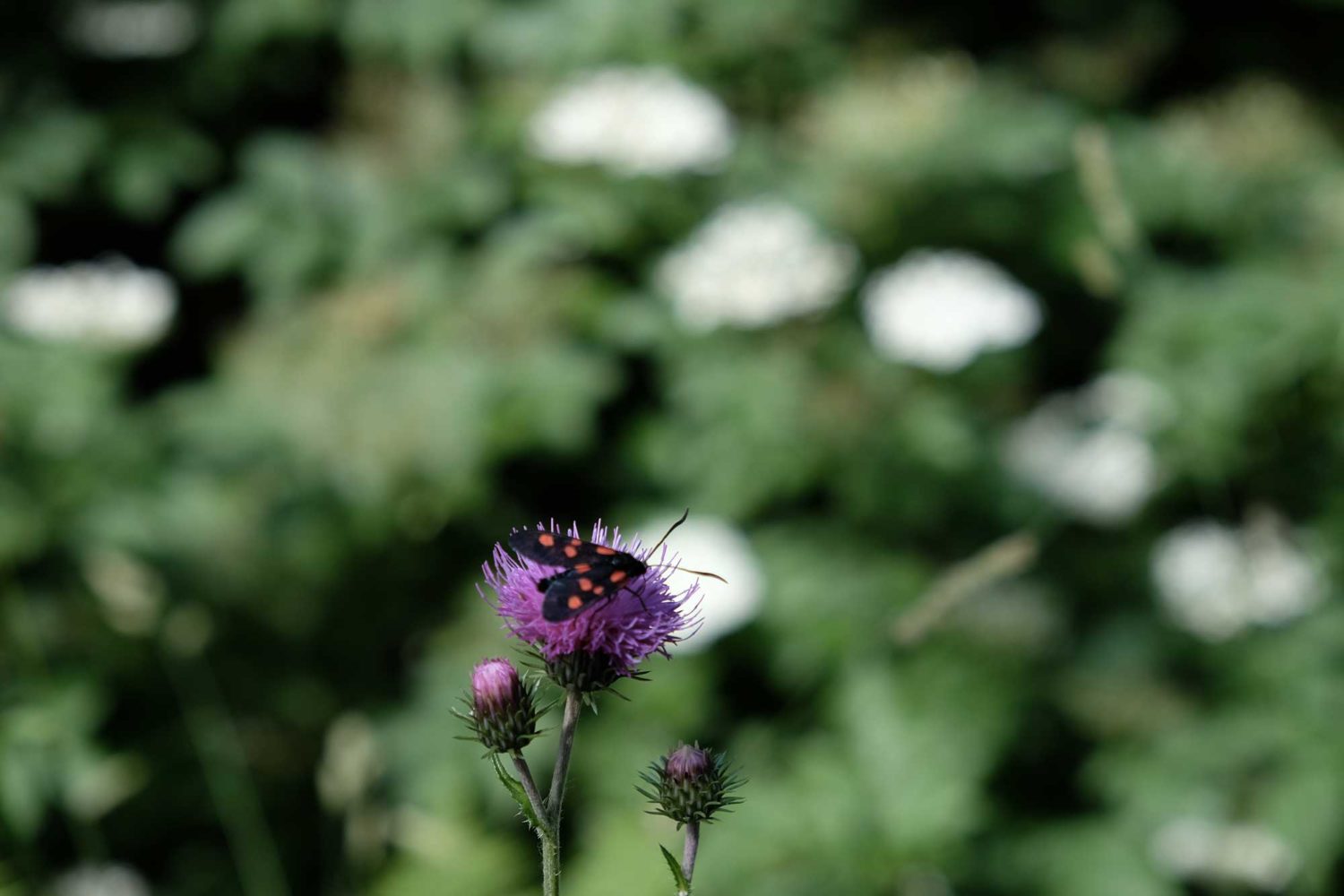 Fleur de montagne 