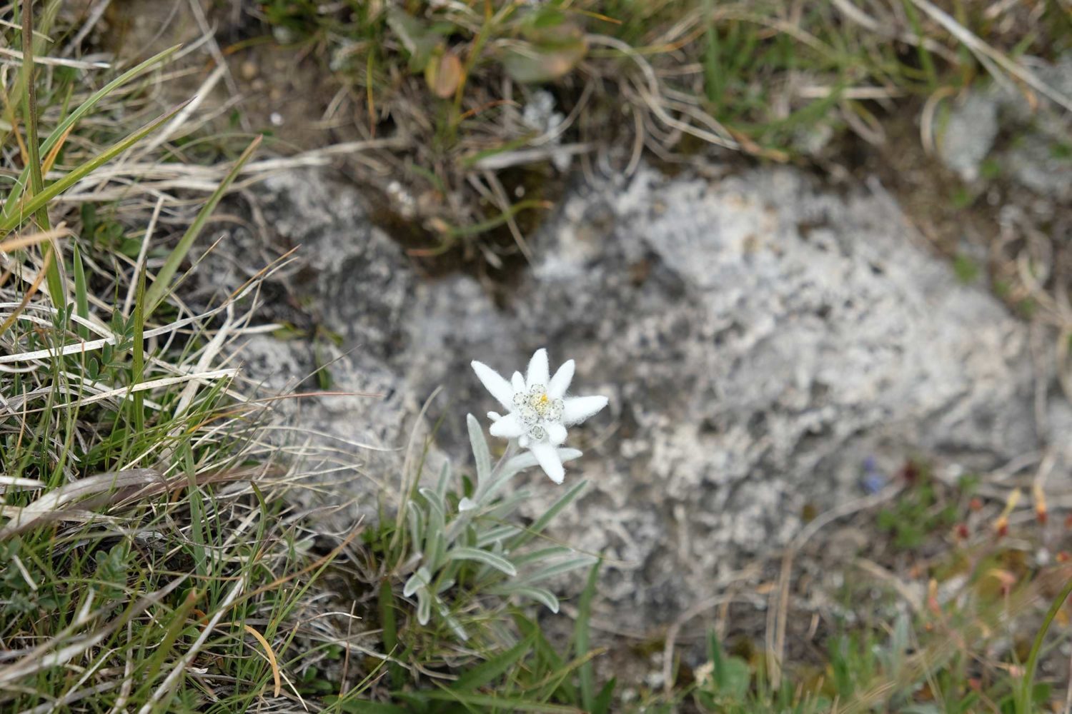 edelweiss 