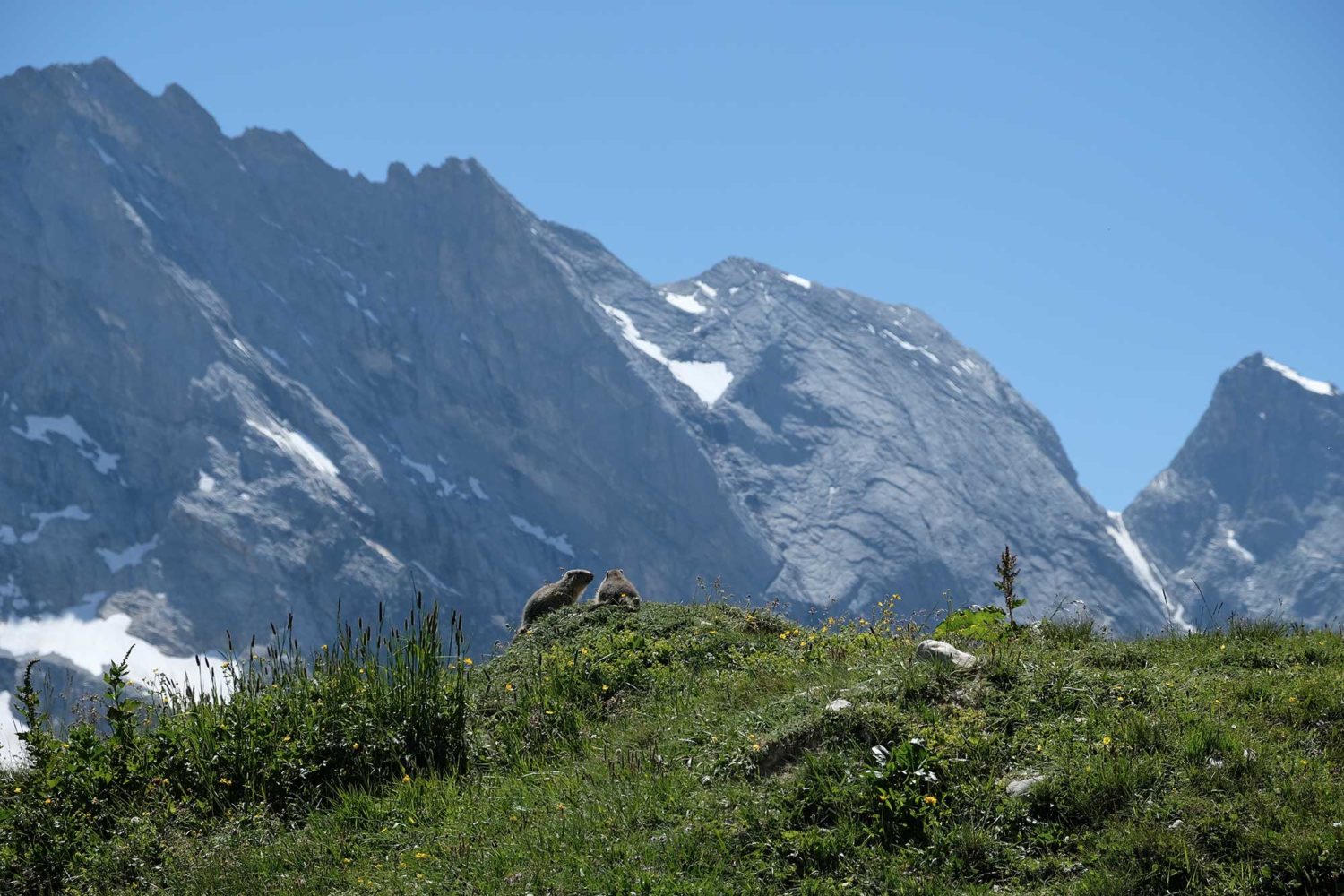 Refuge de la Glière marmottes 