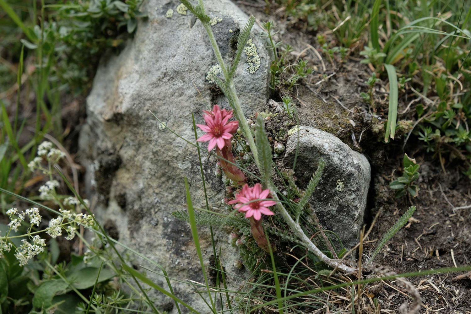 fleur de montagne 