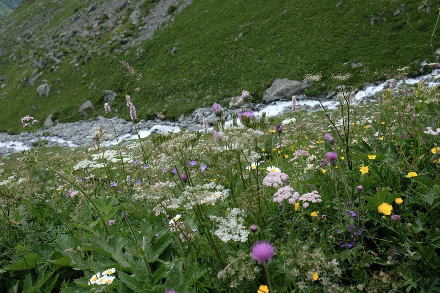 rivière de montagne 