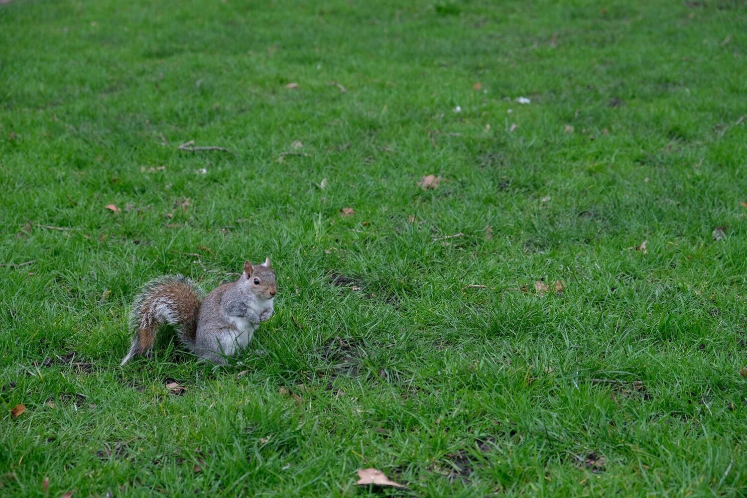 écureuil londres hyde park