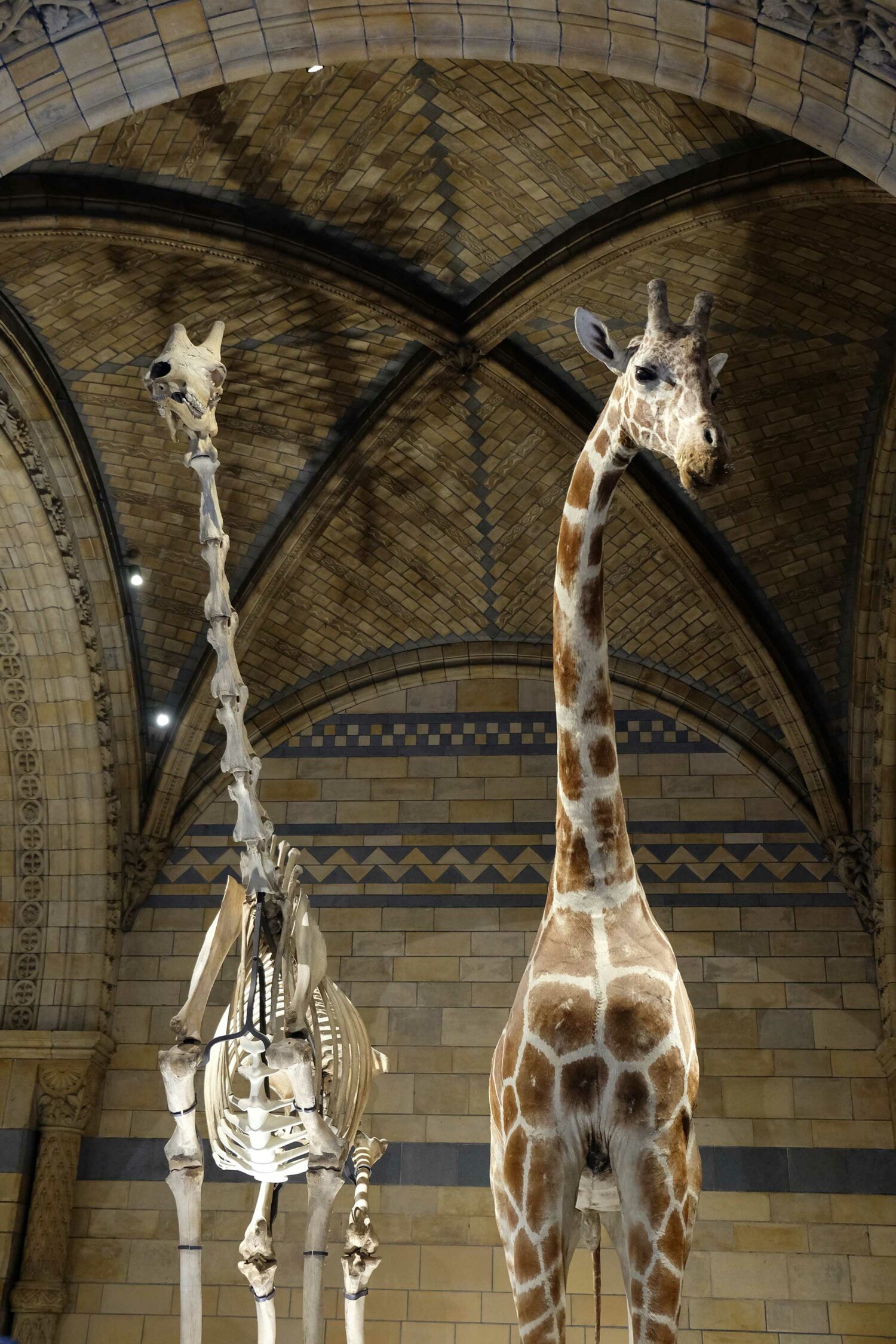 londres natural british museum girafes