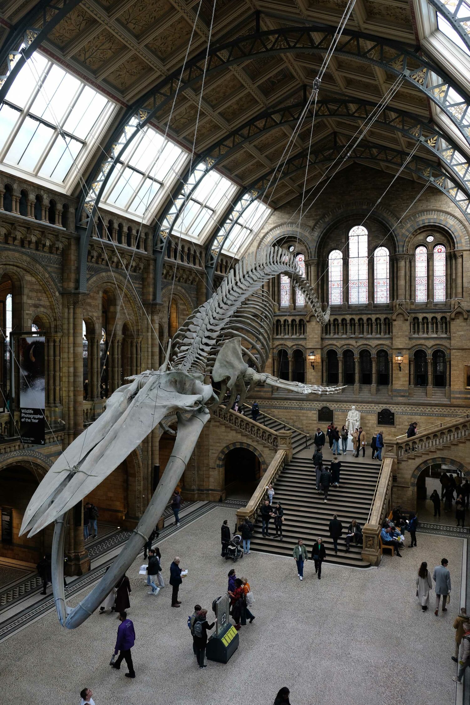 londres natural british museum hall baleine